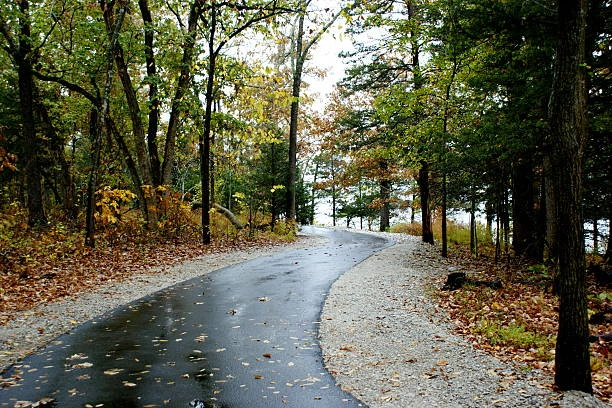 Wet paved trail through autumn woods with fallen leaves
