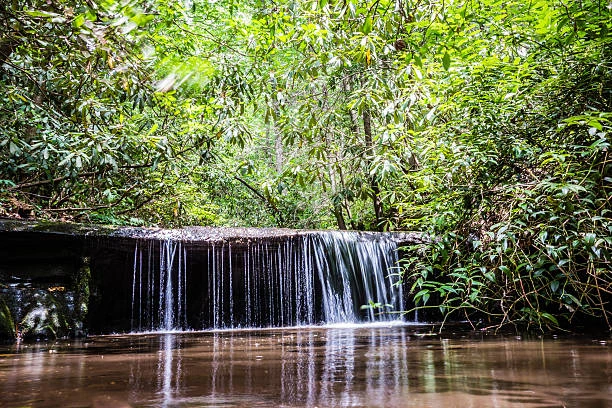 Small waterfall spilling over a rock ledge in a green forest