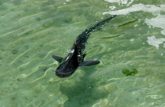 Large fish swimming in clear shallow green water