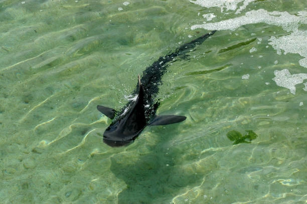 Large fish swimming in clear shallow green water