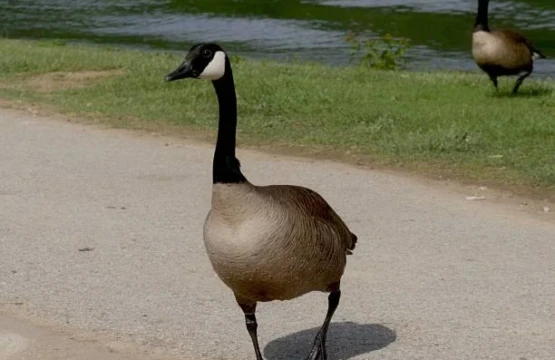 Canada goose walking along a lakeside path