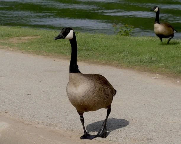 Canada goose walking along a lakeside path